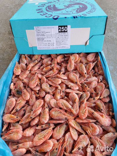 Креветка северная