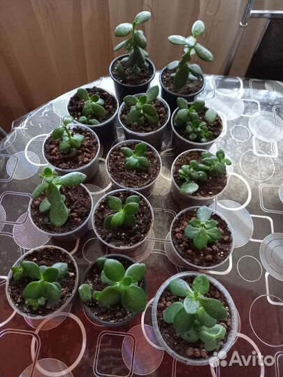 Толстянка(денежное дерево), алоэ