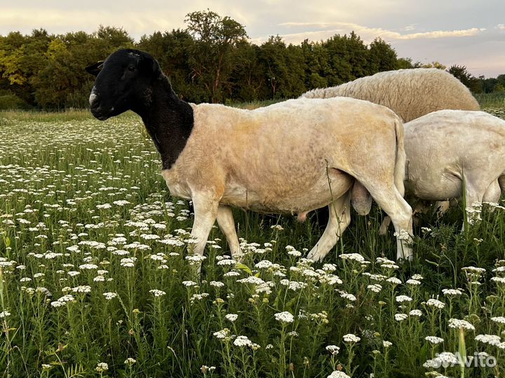 Дорпер ягнята, бараны на племя