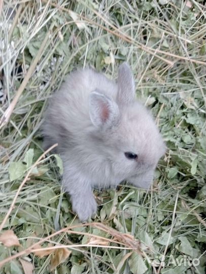 Декоративные кролики