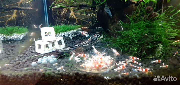 Аквариумные креветки красный кристалл