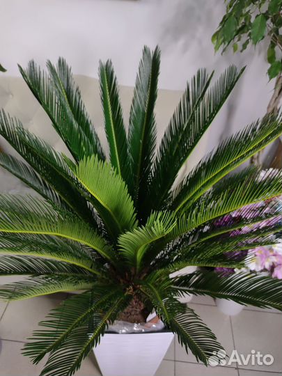 Пальма цикас огоромный100 см