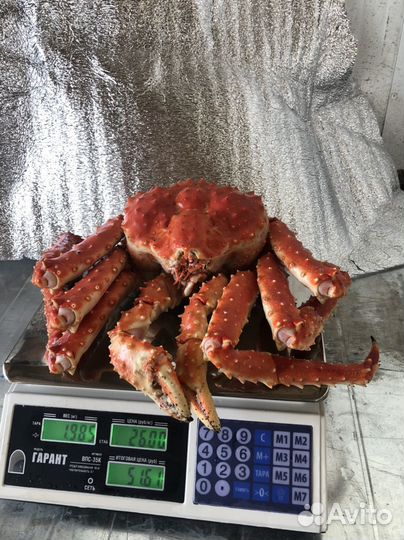 Камчатский краб (фаланги и очищеное мясо )