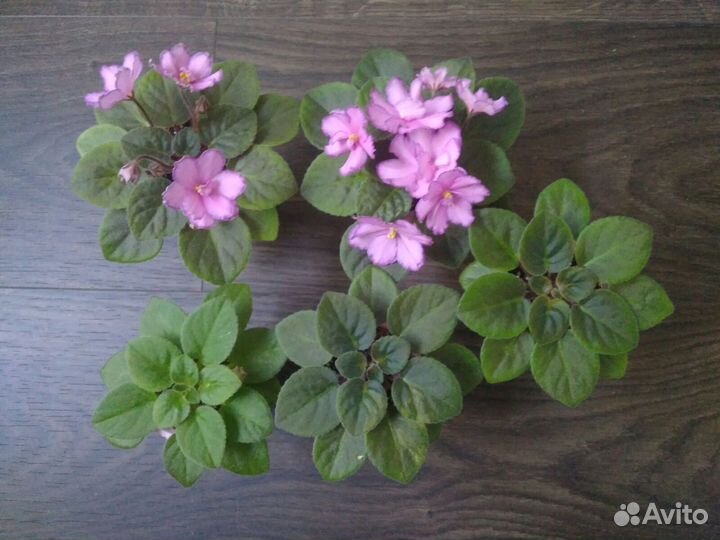 Миниатюрная фиалка Rob's Zipper Zapper