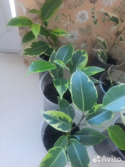 Фикус бенджамина