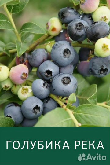 Голубика, разные сорта