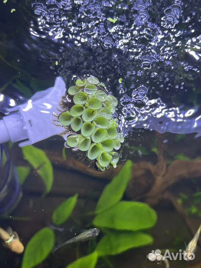 Сальвиния клобучковая аквариумное растение