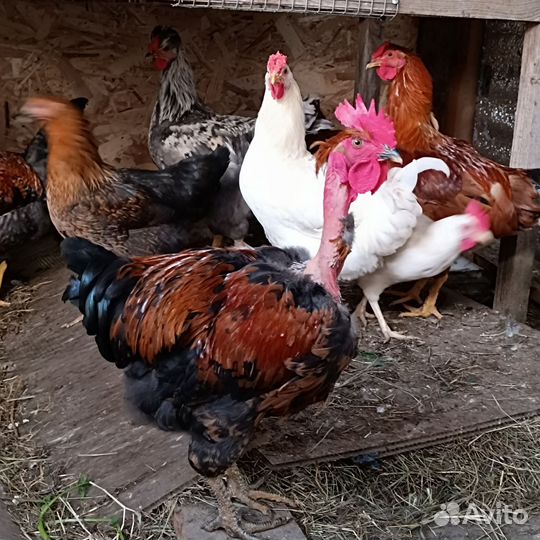 Молодые петушки