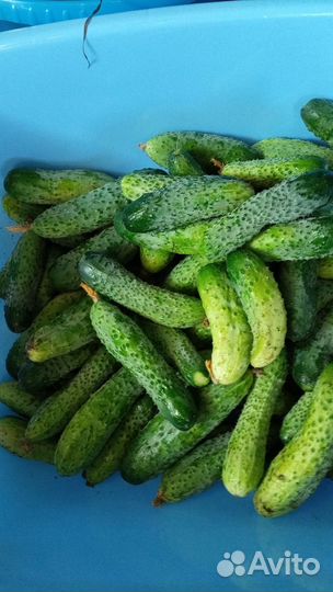 Огурцы свежие домашние