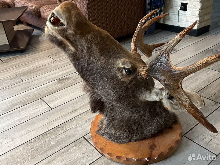 Чучело головы лося