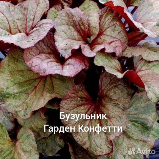 Бузульник, клопогон, роджерсия