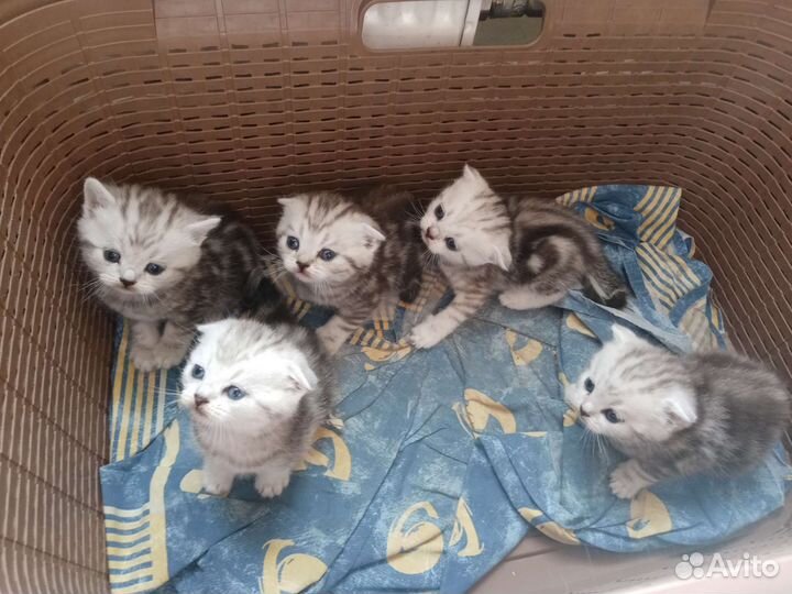 Шотландские котята