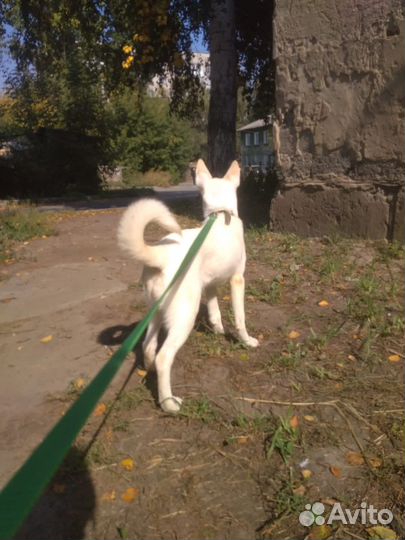 Щенок