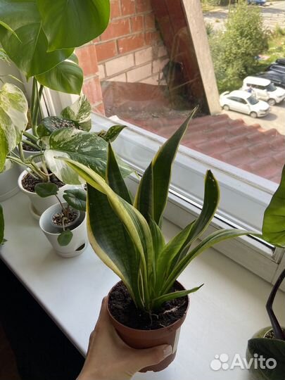 Сансевиерия