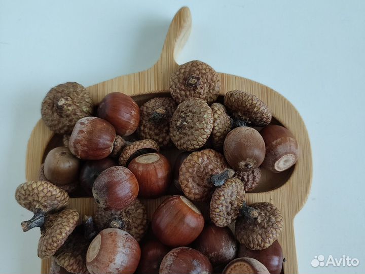 Жёлуди дубовые для поделок и творчества