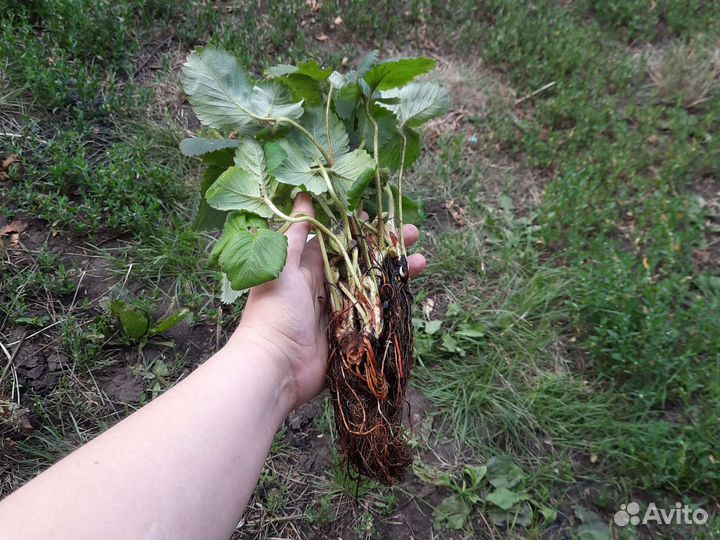 Рассада клубники окс