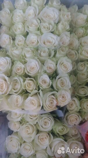 Белые Розы Athena 40 см. Поштучно