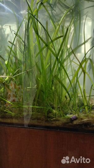 Растения для аквариума