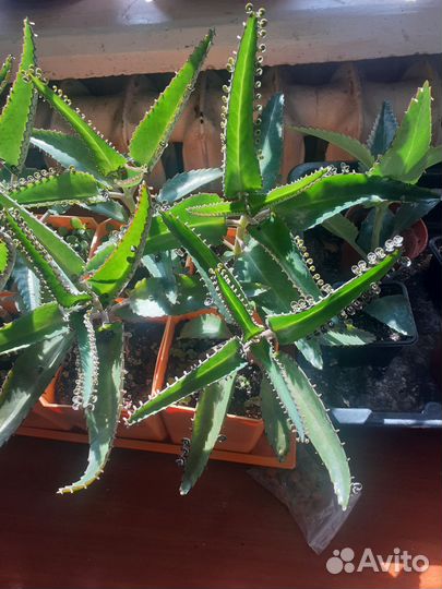 Каланхоэ перистое лечебное