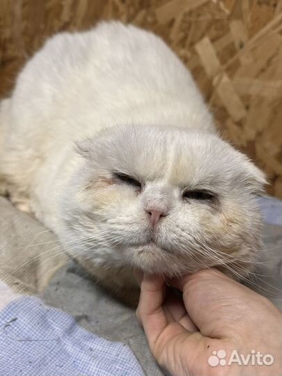 Несчастный котик-жертва разведенцев