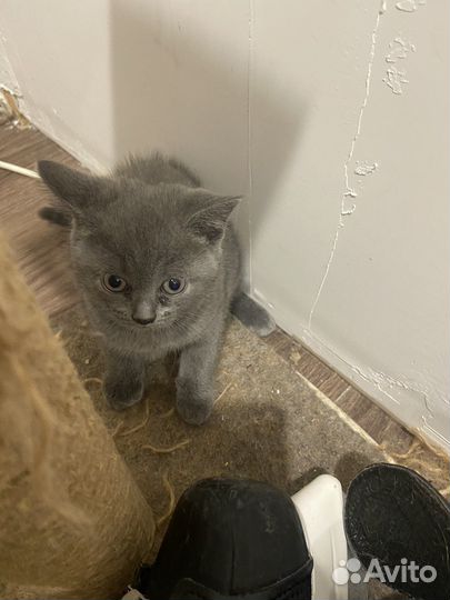 Британские котята