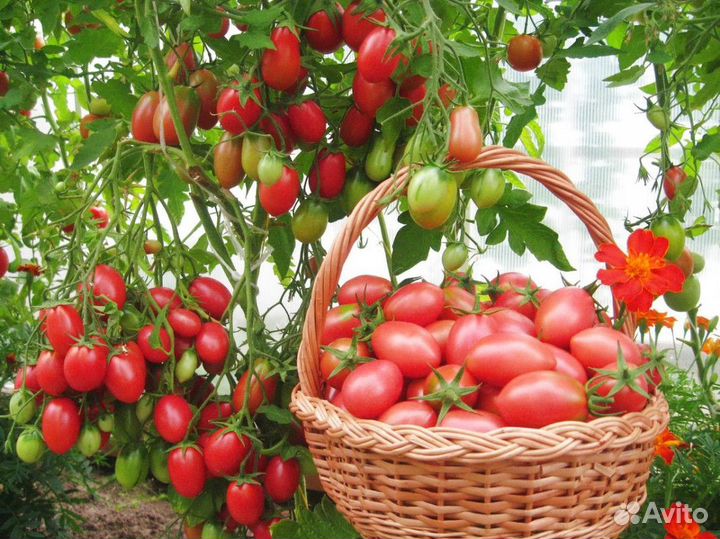 Подкормка для растений