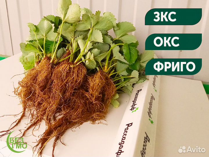 Рассада клубники. Опт от 64 шт