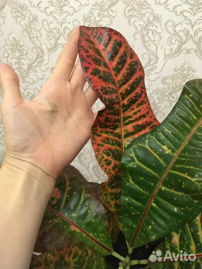 Цветы комнатные кротон