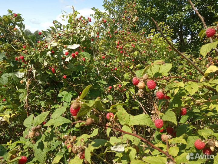 Саженцы лимонник, слива, малина, крыжовник
