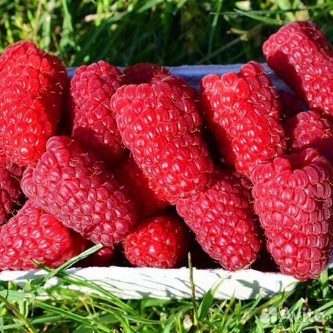 Малина крупноплодная Гигант Московский купить в Санкт-Петербурге ...