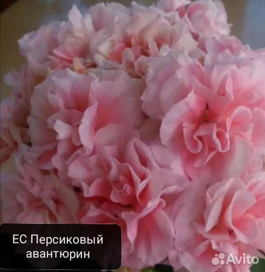 Сортовая пеларгония