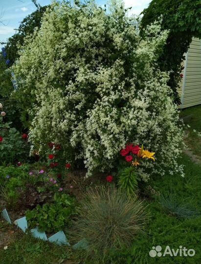 Клематис Белое облако