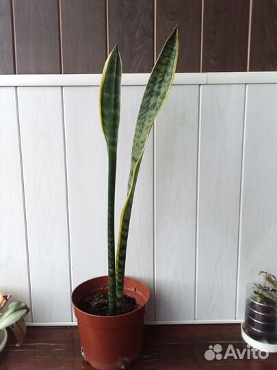 Сансевиерия Лауренти