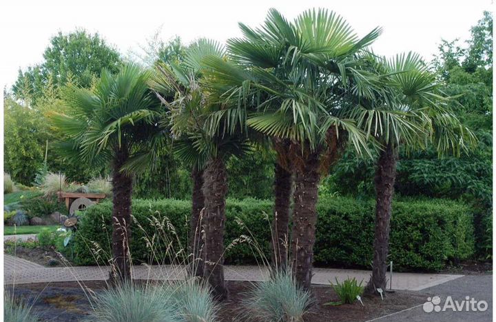 Саженцы зимостойкой пальмы трахикарпус