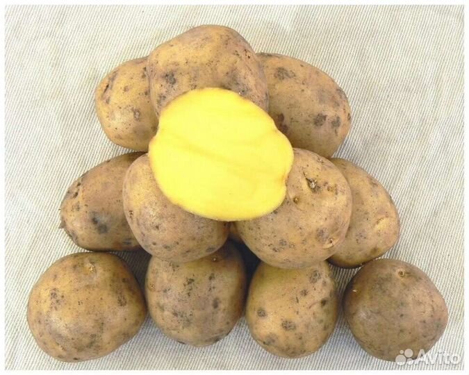 Картошка продажа