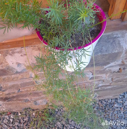 Комнатные растения