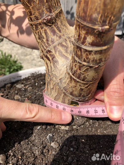 Crassula Ovata 20+ лет