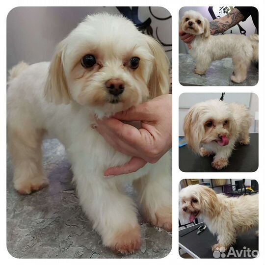 Грумер.Стрижка собак