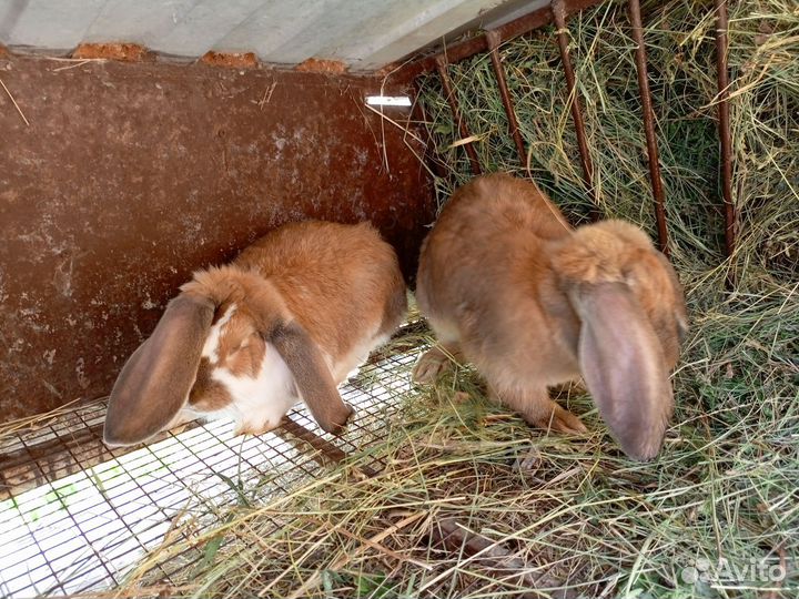 Французский баран