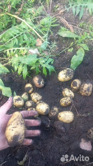 Продам картофель