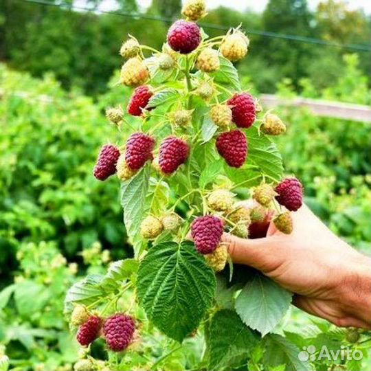 Саженцы малины зкс