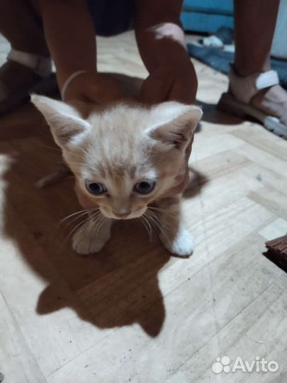 Кошки в добрые руки