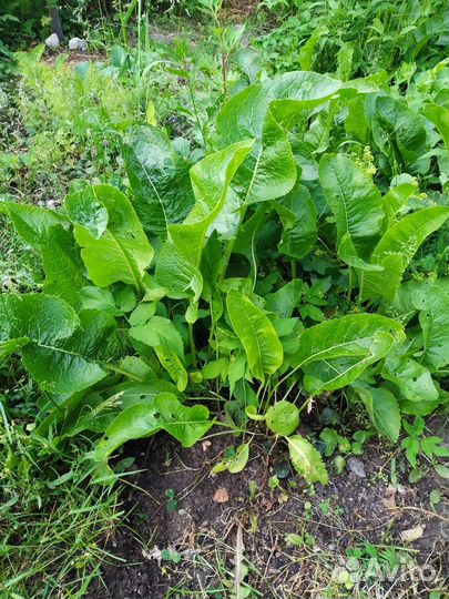 Цветы для дачи бесплатно