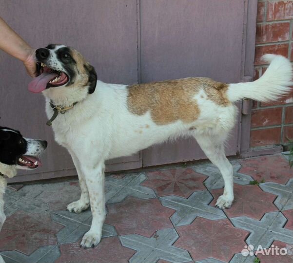 Особенная Лиза ищет дом