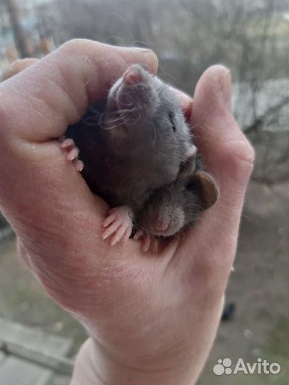 Крысятки дамбо кудрявые