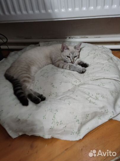 Отдам котика в добрые руки