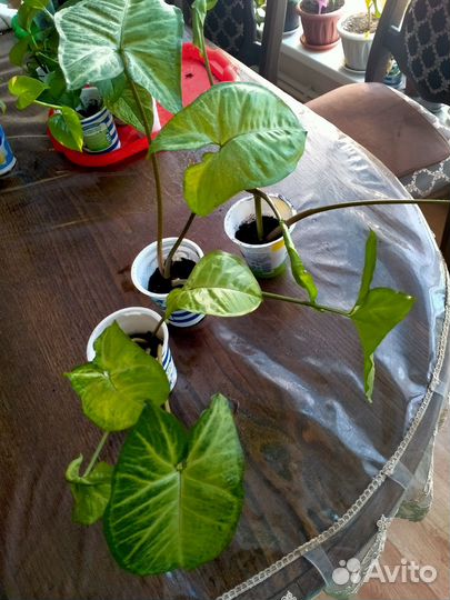 Комнатные растения