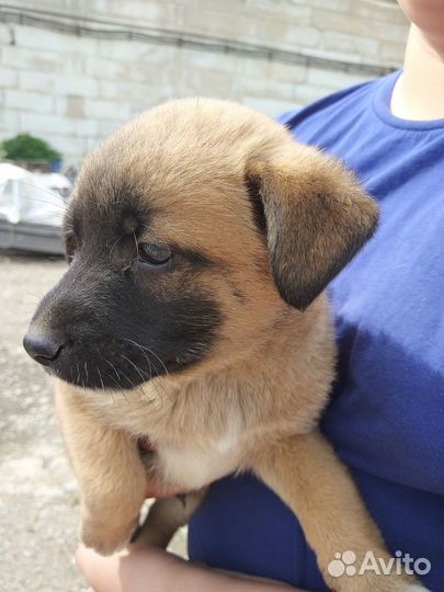 Щенки в добрые руки даром