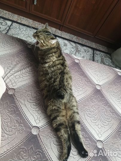 Кошка Курильский бобтейл