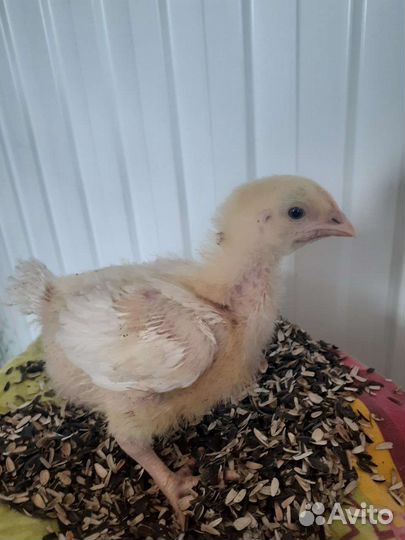 Цыплята бройлеры подрощенные